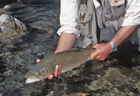 Whangapeka River 101332.jpg